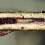 Kako obnoviti grm ribizle